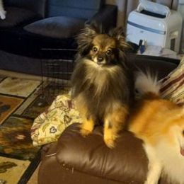 Pomeranians from Mountain Home Idaho Pomeranians