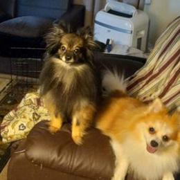 Pomeranians from Mountain Home Idaho Pomeranians