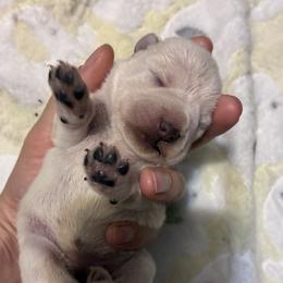 Olivia - White female Miniature Schnauzer puppy in Hedgesville, West Virginia from Clay Hill Kennels