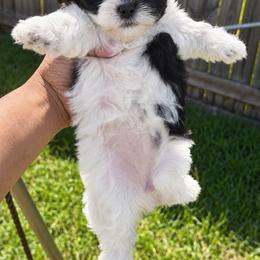 Oreo - Black and white female Shihpoo puppy in Sumter, South Carolina from DWS KENNEL SERVICES