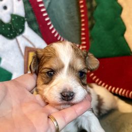 Piper - Parti male Yorkipoo puppy in Walla Walla, Washington from Linda Sherman