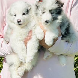 Shetland Sheepdog Puppies from Tristar Shelties