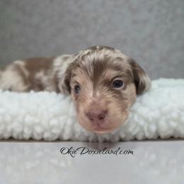 Bingo - Chocolate and cream male Dachshund puppy in Oklahoma City, Oklahoma from OkieDoxieland Dachshunds