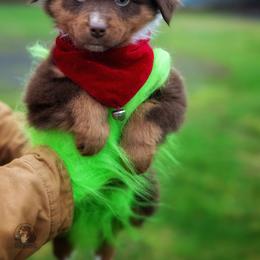 Jacob - Red tri-color male Miniature American Shepherd puppy in Battle Ground, Washington from Casita Miniature American Shepherds