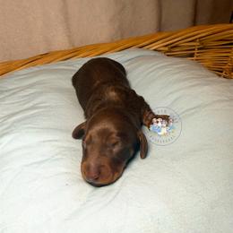 Pluto - Chocolate and tan male Dachshund puppy in Cave City, Kentucky from Mammoth Cave Dachshunds