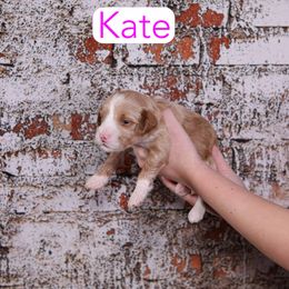 Kate - Red  female Goldendoodle puppy in Calhoun, Georgia from Happy Top Doodles