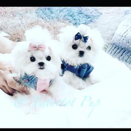 Maltese and Yorkshire Terrier Puppies from tatortot pup