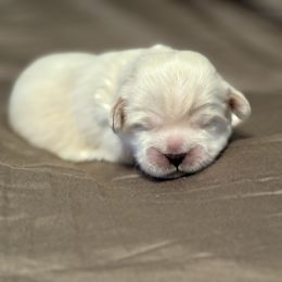 Red Collar - Cream male Lhasa Apso puppy in Port Royal, Virginia from Hearth and Hound Family Farms