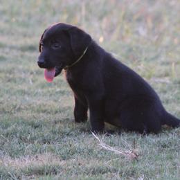 Girl 1st pick Green - Black female Labrador Retriever puppy in Four Oaks, North Carolina from TLC Retrievers