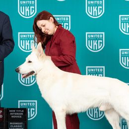 Smoke - German Shepherd