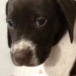 German Shorthaired Pointers from Edmonds Pointers