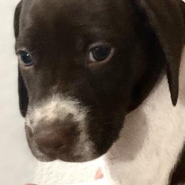 German Shorthaired Pointers from Edmonds Pointers