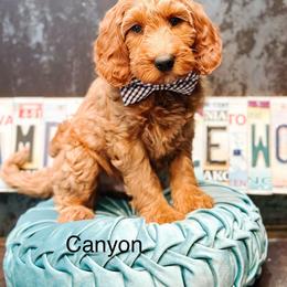 Canyon - Red  male Goldendoodle puppy in Pasco, Washington from Camp Doodle Woods