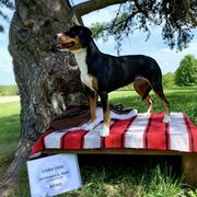 Entlebucher Mountain Dog All Grown Up from Swiss Stock Entlebuchers