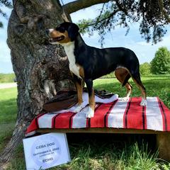 Entlebucher Mountain Dog All Grown Up from Swiss Stock Entlebuchers