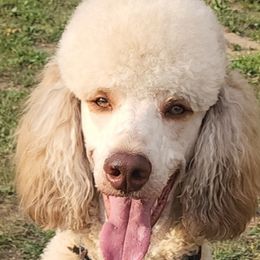 Diesel - Poodle