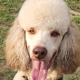 Diesel - Poodle