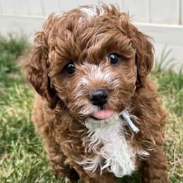 Koi - Red  male Goldendoodle puppy in American Fork, Utah from Kym’s Micro Mini Goldendoodles
