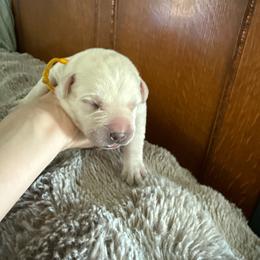 Boy 2 - Yellow male Labrador Retriever puppy in Isanti, Minnesota from Four Corners Family Labs
