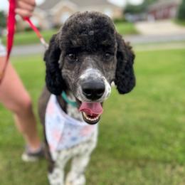 Spirit - Poodle