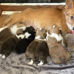 Orange collar boy - (Musubi) - Red male Pembroke Welsh Corgi puppy in Mountain View, Hawaii from Celtic Corgis