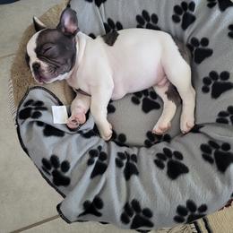 Chocolate - Black and white male French Bulldog puppy in Milwaukie, Oregon from Aloha NW Frenchies