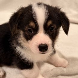 Artemis - Pembroke Welsh Corgi puppy from Pordr Corgis