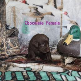 Labrador Retriever Puppies from Copper Creek Outfitters and Kennel