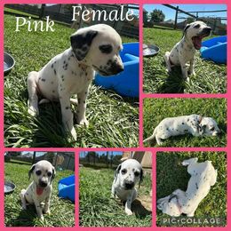 Girl 3 - female Dalmatian puppy in Houston, Texas from Dogs R Us