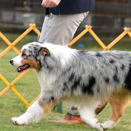 Australian Shepherds and Belgian Malinois from Desert Wind Kennels