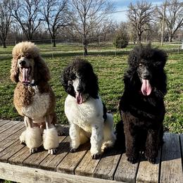 Poodle puppies from Lollipop R Poodles