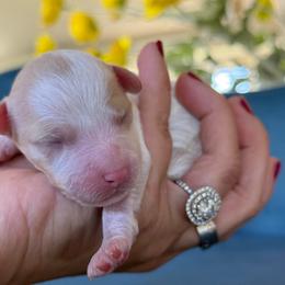Salami - White male Cavapoo puppy in Yuciapa, California from AlltheDoodlez_