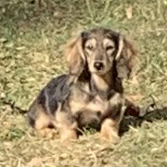 Autumn - Dachshund