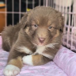 Freya - Red tri-color Australian Shepherd puppy in Coldwater, Michigan from Northern Star Australian Shepherds
