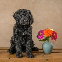 Girl 1 - female Goldendoodle puppy in Germantown, Ohio from Doodle Patch Farm