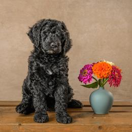 Girl 1 - female Goldendoodle puppy in Germantown, Ohio from Doodle Patch Farm