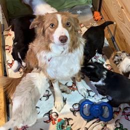 Nutmeg - Border Collie