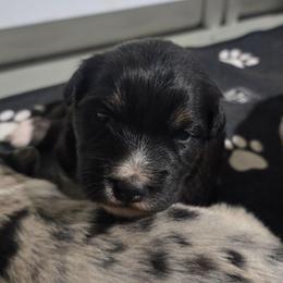 MINNIE Black tri (with tail) - Black tri-color female Australian Shepherd puppy in Rainsville, Alabama from Chaparro Farm