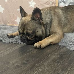 Teddy - French Bulldog
