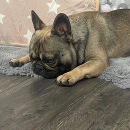 Teddy - French Bulldog