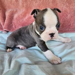 ELEVEN - Blue female Boston Terrier puppy in Anderson, South Carolina from Lola’s House of Bostons & Rescue