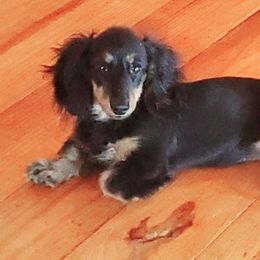 Dachshunds from Lauren Shipley