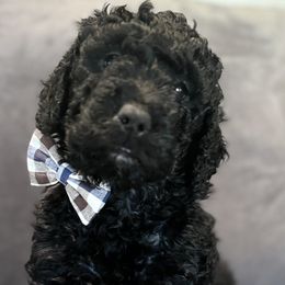 Jack - Black Labradoodle puppy in Woolwich, Maine from Dog Paw Doodles