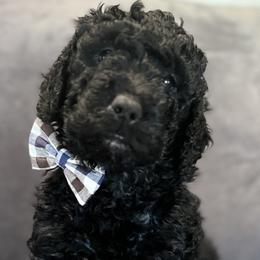 Jack - Black Labradoodle puppy in Woolwich, Maine from Dog Paw Doodles