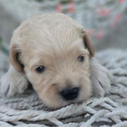 Bentley - Cream male Goldendoodle puppy in Arthur, Illinois from Perfect Pugs