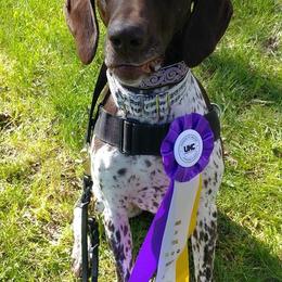 German Shorthaired Pointers from Sirius Poetry