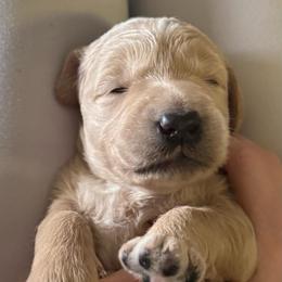 Princess Peach - Cream female Goldendoodle puppy in Puyallup, Washington from Dawnie’s Doodles