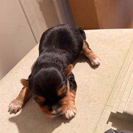 Boy 2 - Black and tan male Yorkshire Terrier puppy in Lumberton, North Carolina from Shaquitta's Yorkshire Terriers