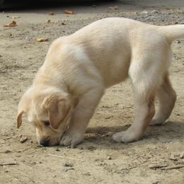 Labrador Retriever Puppies from Treasure Mountain Labrador Retrievers