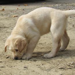 Labrador Retriever Puppies from Treasure Mountain Labrador Retrievers
